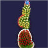 Rose Extravaganza - Click here to View more details about this Product